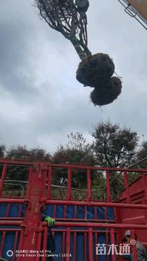 10公分红枫