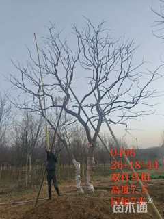 35公分乌桕