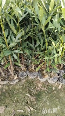 高度50厘米十大功劳