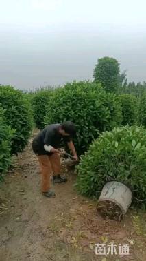 高度60厘米非洲茉莉球