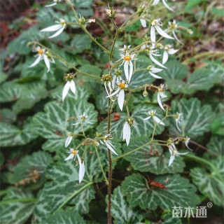 高度20厘米精品虎耳草