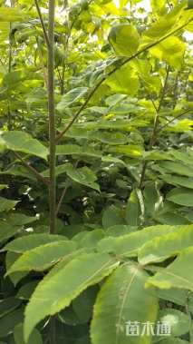 高度50厘米黄柏小苗