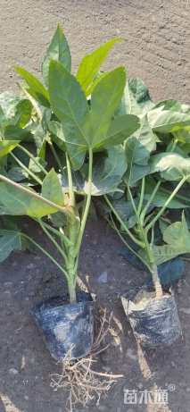 高度45厘米八角金盘