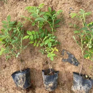 高度50厘米四季玫瑰