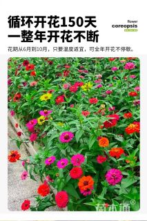 百日草种子