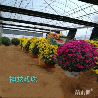造型菊