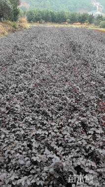 高度20厘米红花继木