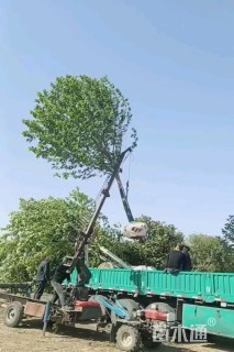 玉兰