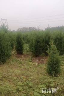 高度200厘米塔柏