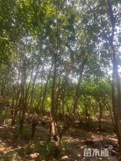 10公分桑树