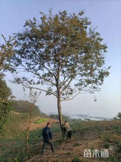 22公分朴树
