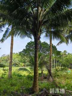 裸干高50厘米椰子树