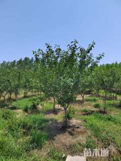 14公分日本晚樱