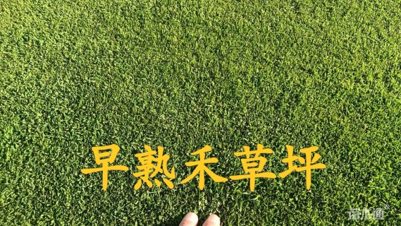 草卷状草皮