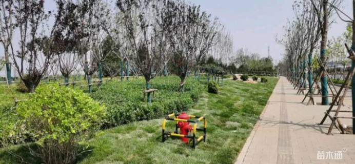 高度50厘米卫矛