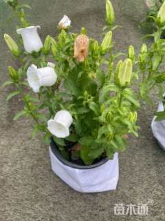 高度20厘米风铃草