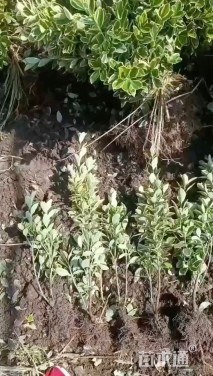 高度40厘米金边黄杨小苗