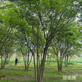 5公分(3杆)丛生朴树