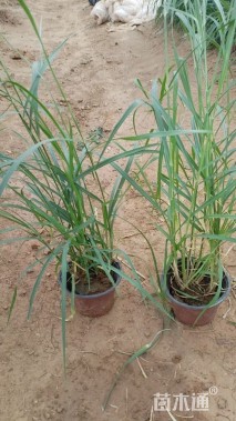 高度35厘米狼尾草