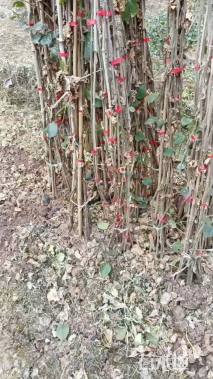 高度300厘米三角梅藤条