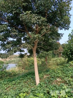 20公分重阳木