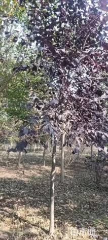 10公分紫叶稠李