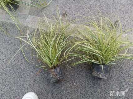 高度30厘米金叶苔草