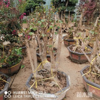 容器苗造型紫薇