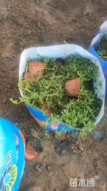 高度15厘米姬岩垂草