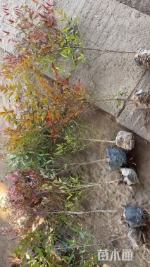 高度40厘米南天竹