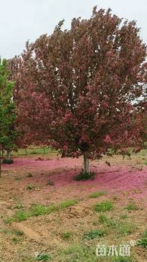 13公分亚当海棠