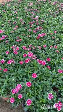 高度30厘米常夏石竹