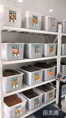 绿化种籽蜀葵种子