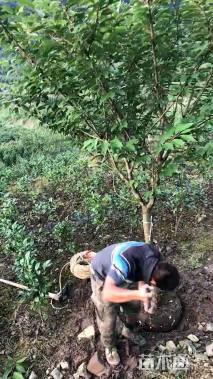 7公分樱花
