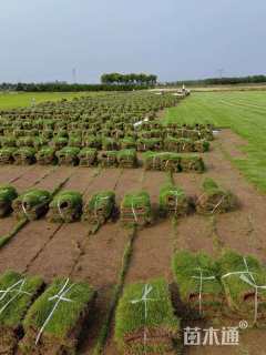 草卷状马尼拉草
