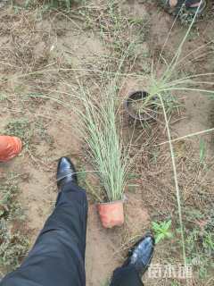 高度40厘米晨光芒