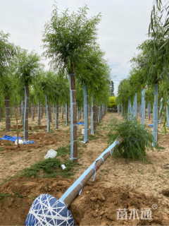 11公分嫁接垂柳