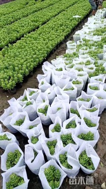 高度20厘米八宝景天