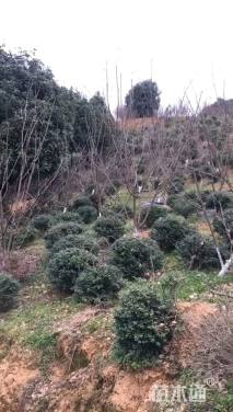 原生苗龟甲冬青球
