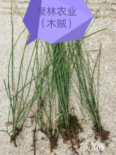 高度20厘米木贼