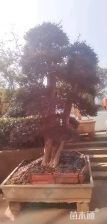 高度2500厘米红花继木