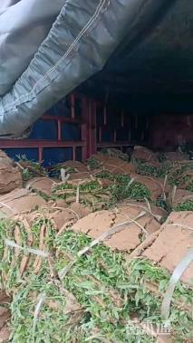 大叶油草