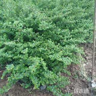 高度50厘米平枝栒子