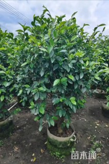 冠幅80厘米含笑球