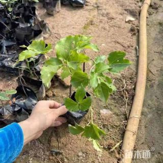 高度100厘米槭叶草