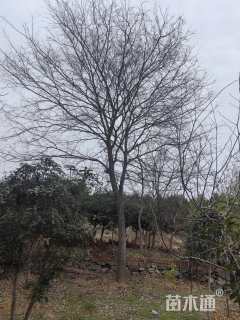 22公分榔榆