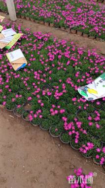 高度10厘米欧石竹