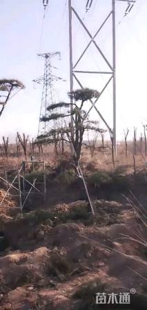 高度300厘米油松
