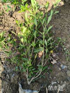 高度45厘米小叶栀子