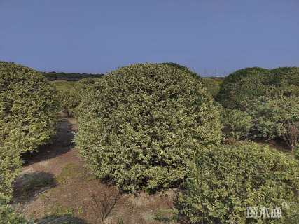 冠幅200厘米银姬小蜡球